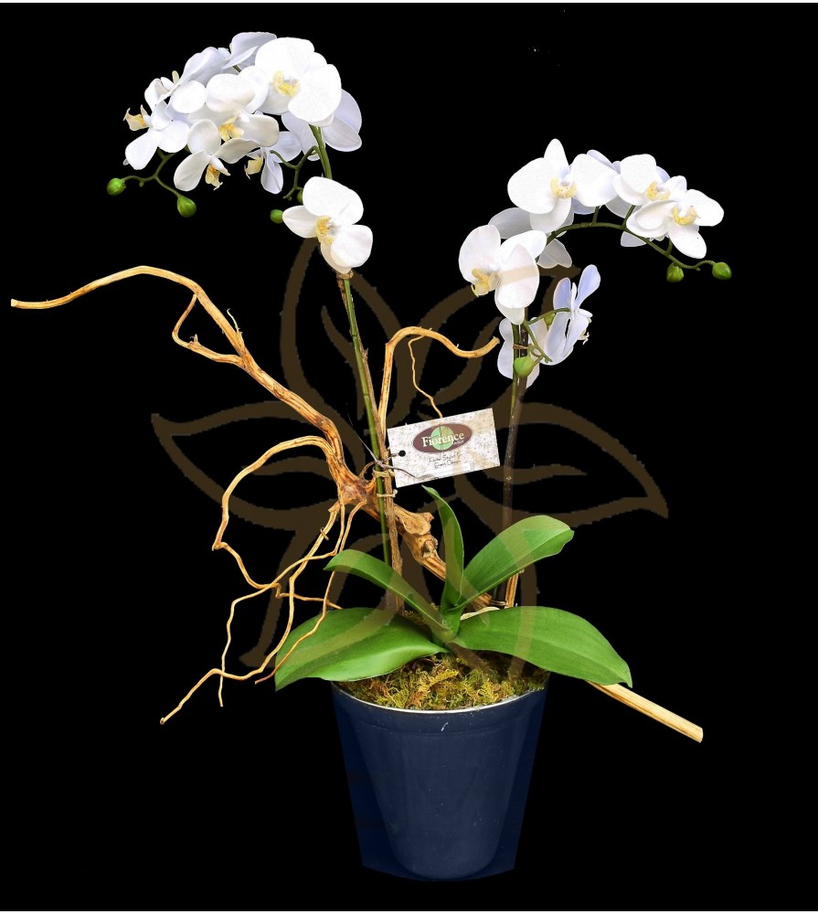 Doble Orquídea Phalaenopsis ( Allegría )