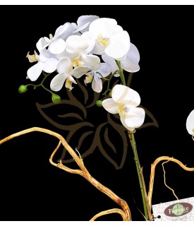 Doble Orquídea Phalaenopsis ( Allegría )