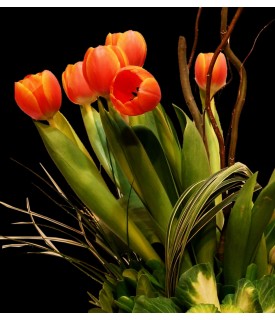 Tulipanes Primavera