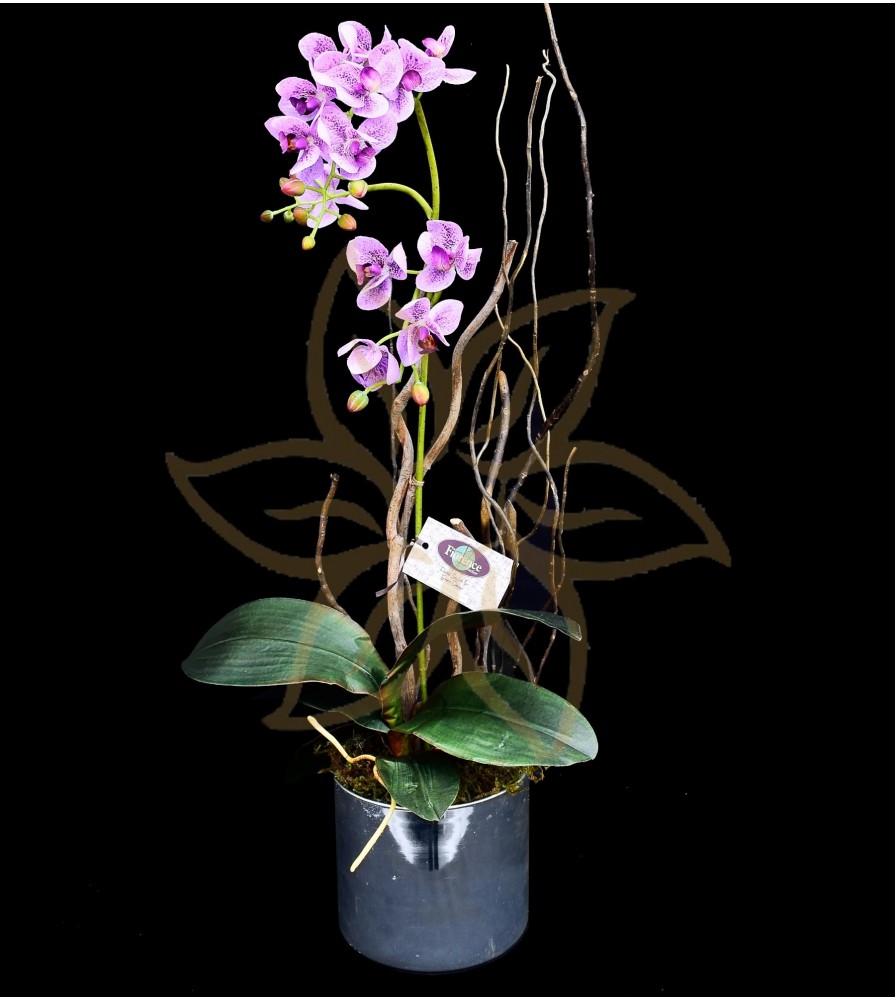 Orquídea Phalaenopsis Dorita