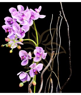 Orquídea Phalaenopsis Dorita