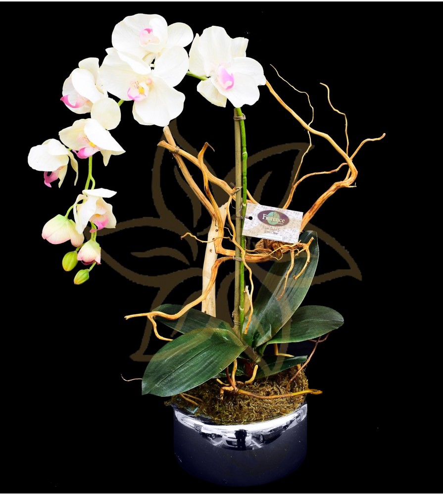 Phalaenopsis Yukimai
