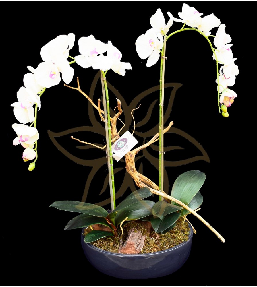 Yukimai Double Phalaenopsis Orchid