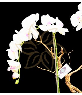 Yukimai Double Phalaenopsis Orchid