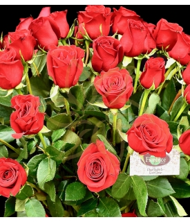 50 Rosas Románticas