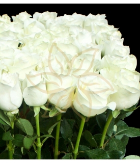 Only White Roses