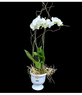 Phalaenopsis doble
