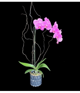 Classic Phalaenopsis