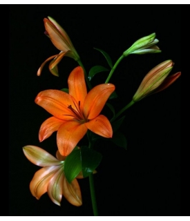Lilis Asiáticas (Lilium...