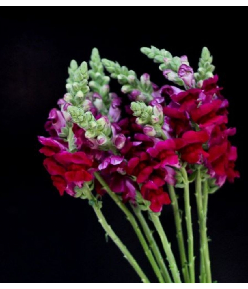 Beautiful Flower Arrangements Color Rosa Tiempo de contratación 1 Mes (4  semanas)