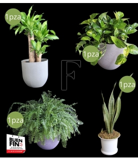 Indoor Plant Collection