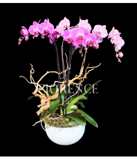 Orquídeas dobles moradas