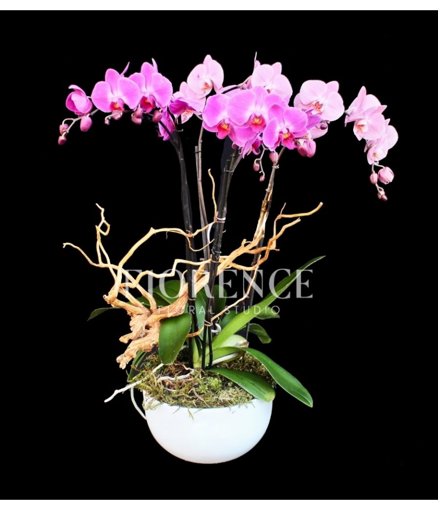 Hermoso diseño de orquídea para ella Color Morado