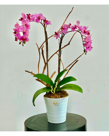 Orquídea Doble Morada...